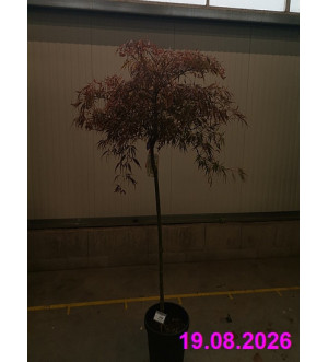 Acer palm. 'Tamukeyama' C 20 L
